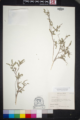 Eysenhardtia texana image