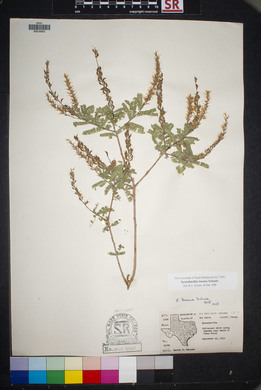 Eysenhardtia texana image