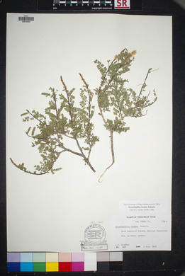 Eysenhardtia texana image