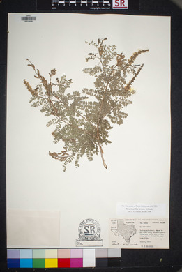 Eysenhardtia texana image