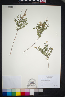 Eysenhardtia texana image