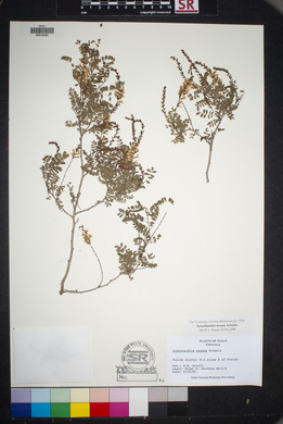 Eysenhardtia texana image