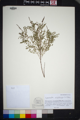 Eysenhardtia orthocarpa image