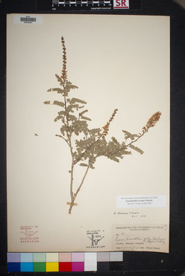 Eysenhardtia texana image