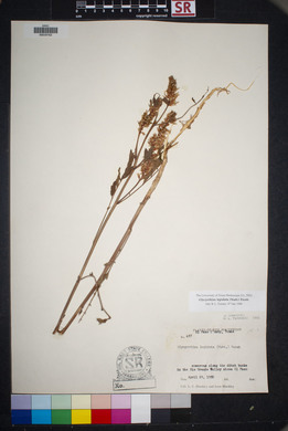 Glycyrrhiza lepidota image