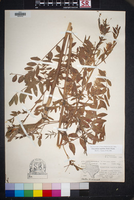 Glycyrrhiza lepidota image