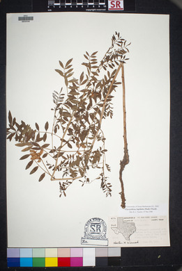 Glycyrrhiza lepidota image