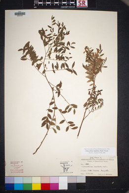 Glycyrrhiza lepidota image