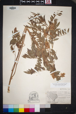 Glycyrrhiza lepidota image