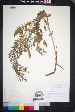 Glycyrrhiza lepidota image