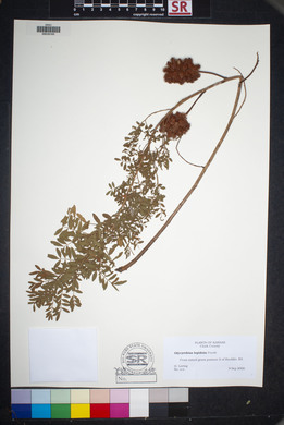 Glycyrrhiza lepidota image