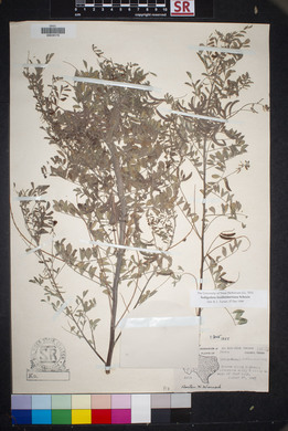 Indigofera lindheimeriana image