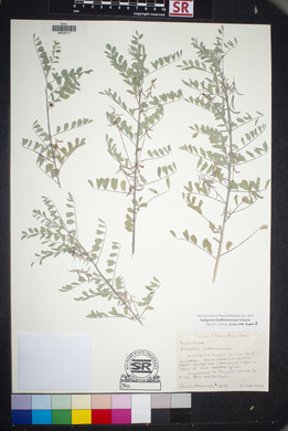 Indigofera lindheimeriana image