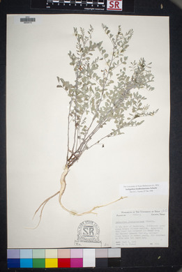 Indigofera lindheimeriana image