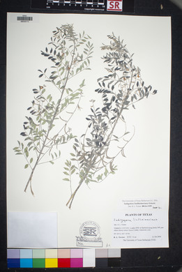 Indigofera lindheimeriana image