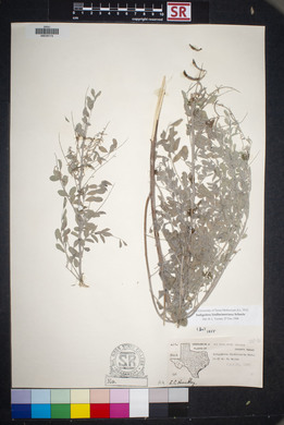 Indigofera lindheimeriana image