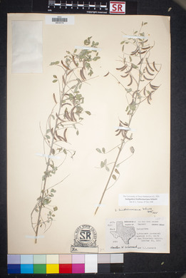 Indigofera lindheimeriana image