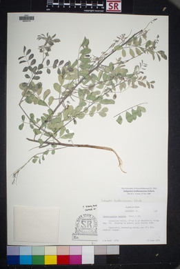 Indigofera lindheimeriana image