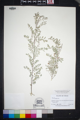 Indigofera lindheimeriana image