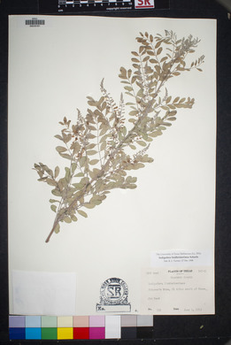 Indigofera lindheimeriana image