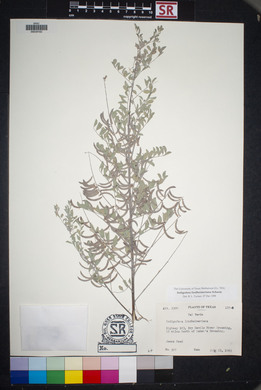 Indigofera lindheimeriana image