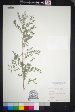 Indigofera lindheimeriana image