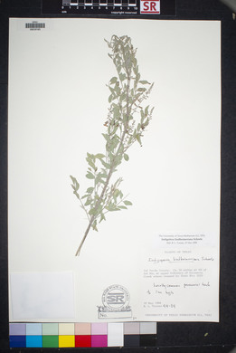 Indigofera lindheimeriana image