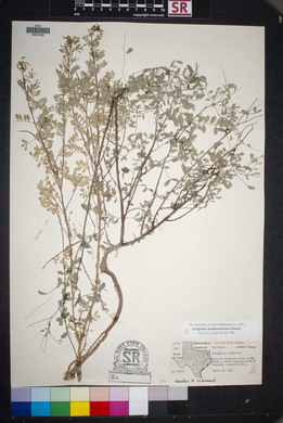 Indigofera lindheimeriana image