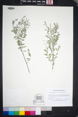 Indigofera lindheimeriana image