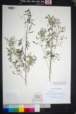 Indigofera lindheimeriana image