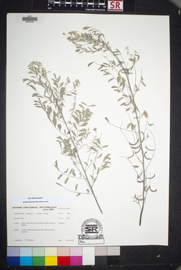 Indigofera miniata image