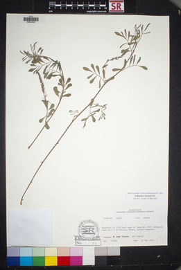 Indigofera miniata image