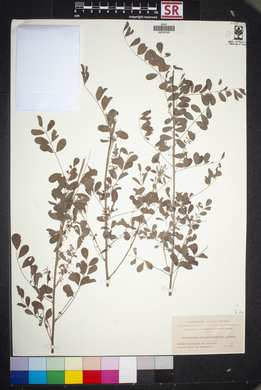 Indigofera lindheimeriana image