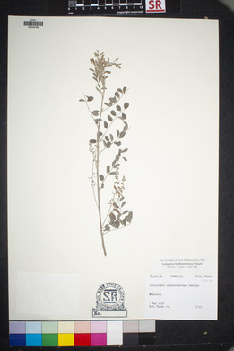 Indigofera lindheimeriana image