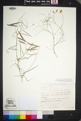 Lathyrus graminifolius image