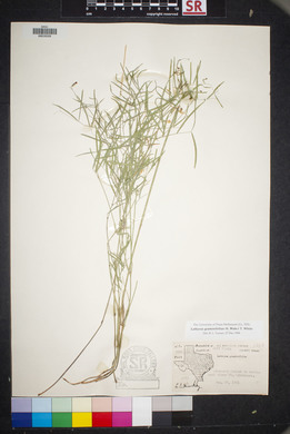 Lathyrus graminifolius image