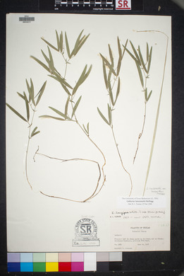 Lathyrus lanszwertii image