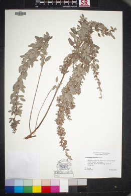 Lespedeza stuevei image