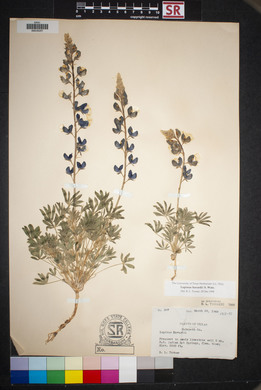 Lupinus havardii image