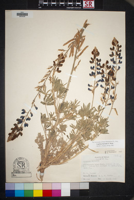 Lupinus havardii image