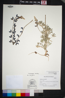 Lupinus havardii image