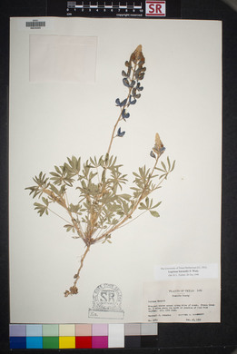 Lupinus havardii image