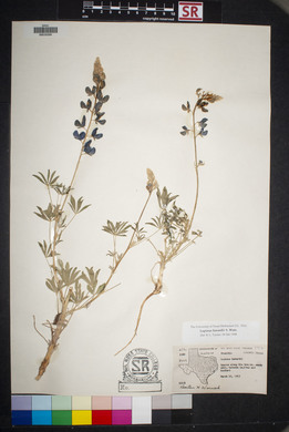 Lupinus havardii image