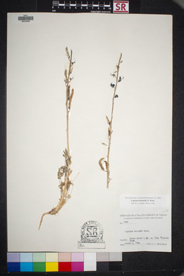 Lupinus havardii image