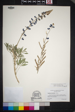 Lupinus havardii image