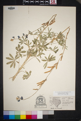 Lupinus havardii image