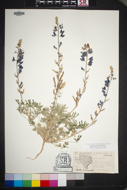 Lupinus havardii image