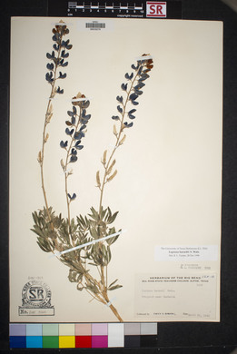 Lupinus havardii image