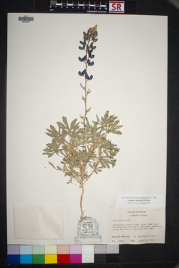 Lupinus havardii image