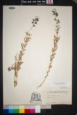 Lupinus havardii image